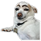 Chó :cho2: :cho2: